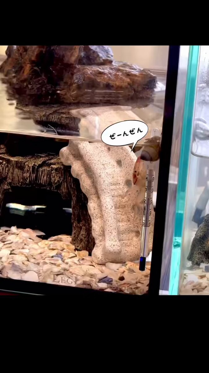 きんぎょ日記 (@pawpowamomotora) / Posts / X