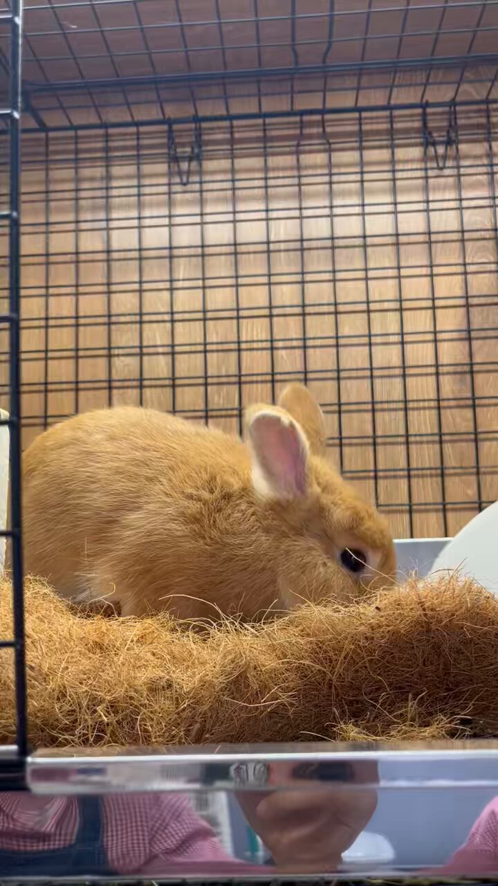 ＊はねうさぎとさせて下さい。 うさぎのしっぽ横浜店 on X: 