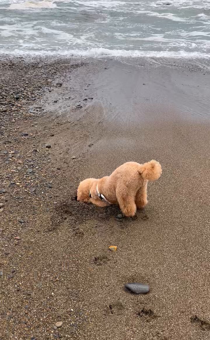 プードルです★ トグルスイッチ プレート06-11 | LT-PS002-20-G141 | スイッチ