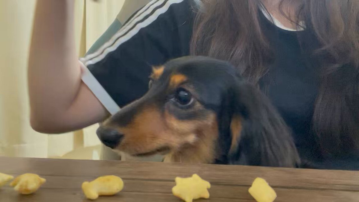 ロイくん🐶Mダックス♂ (@roiroi_reon02) / Posts / X