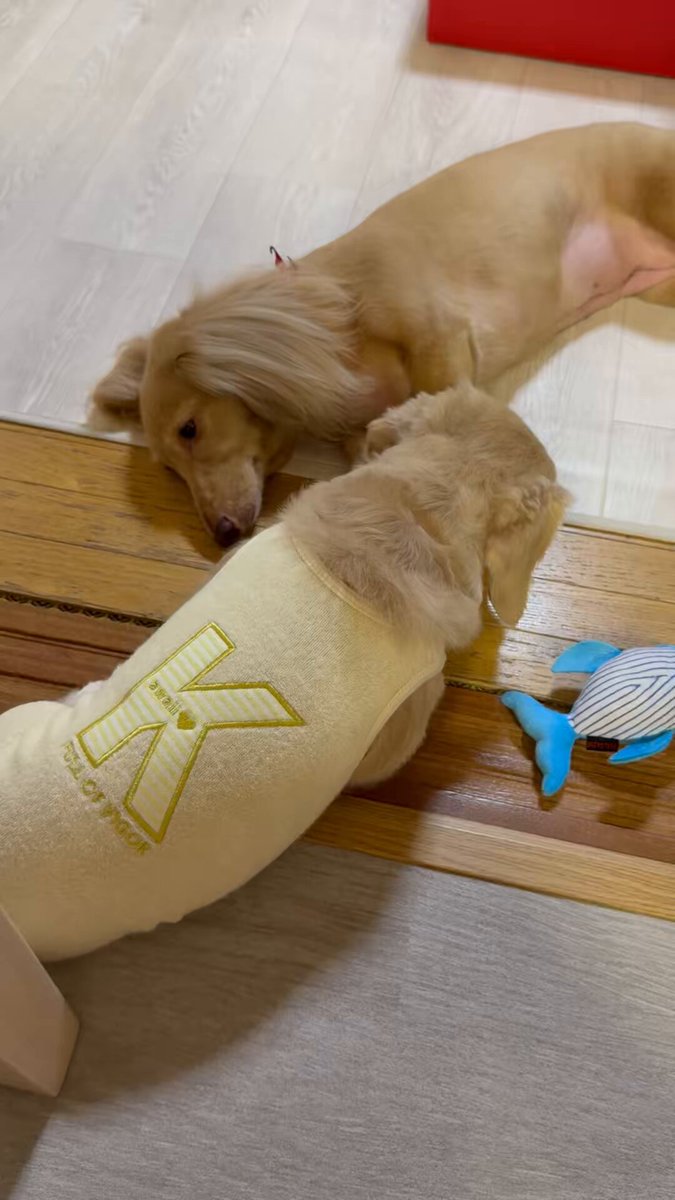 さーちゃんページ 🐶ほんわか姉妹🐶 (@siawase1717) / X