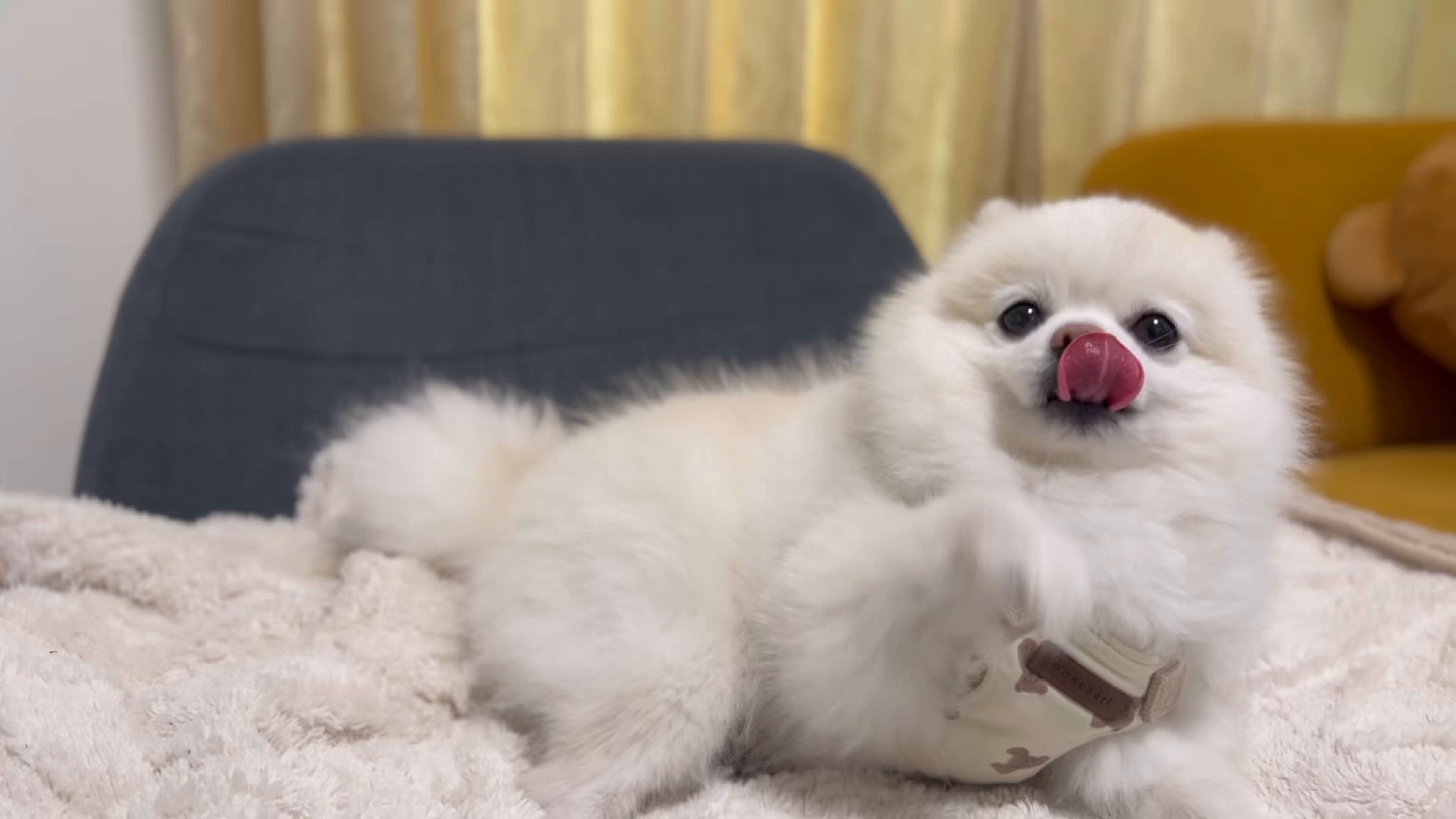 愛犬はボクちゃん ボクは いつでん こぎゃん思っとっとです