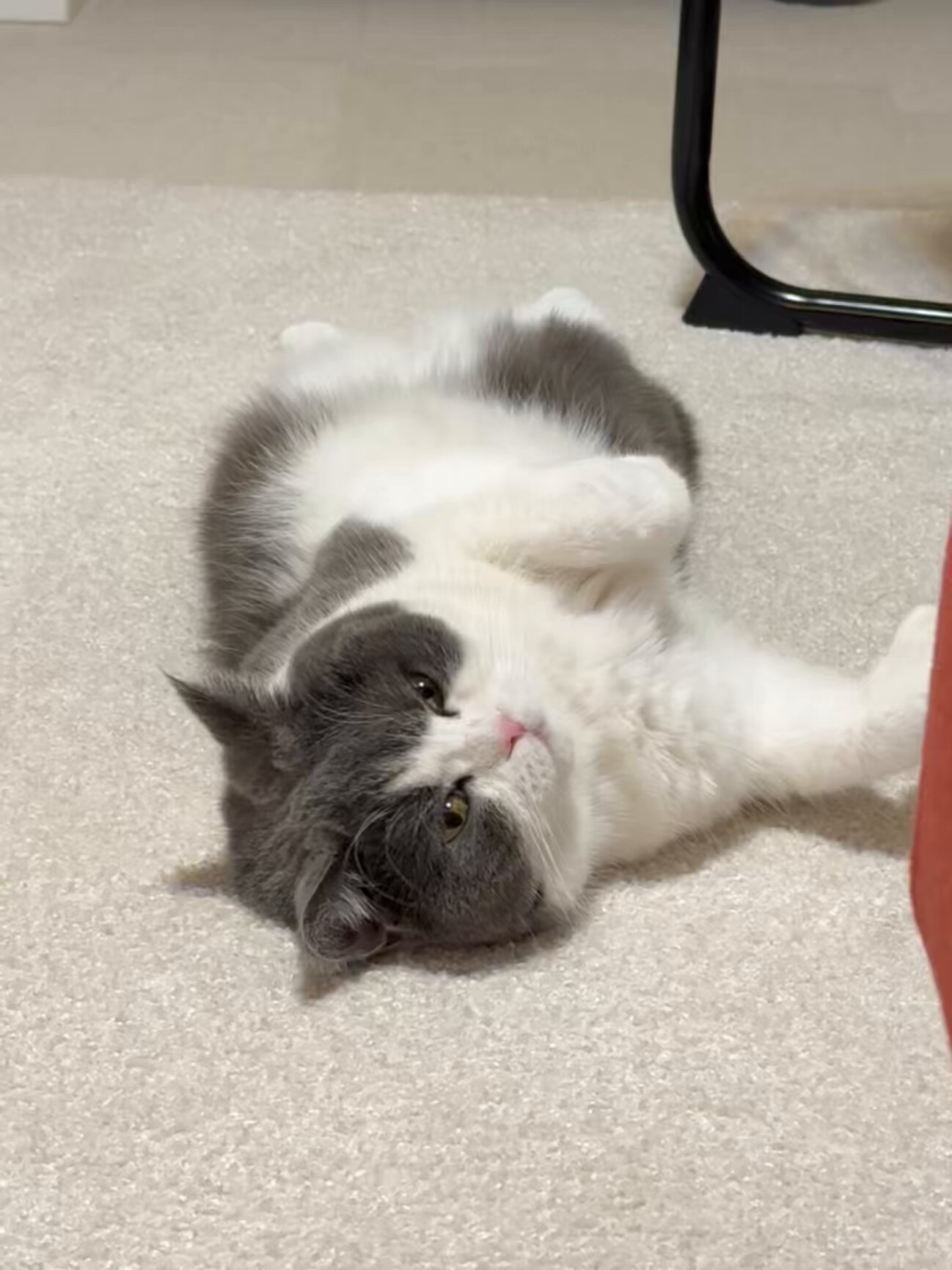 おもちページ petkan_1916427