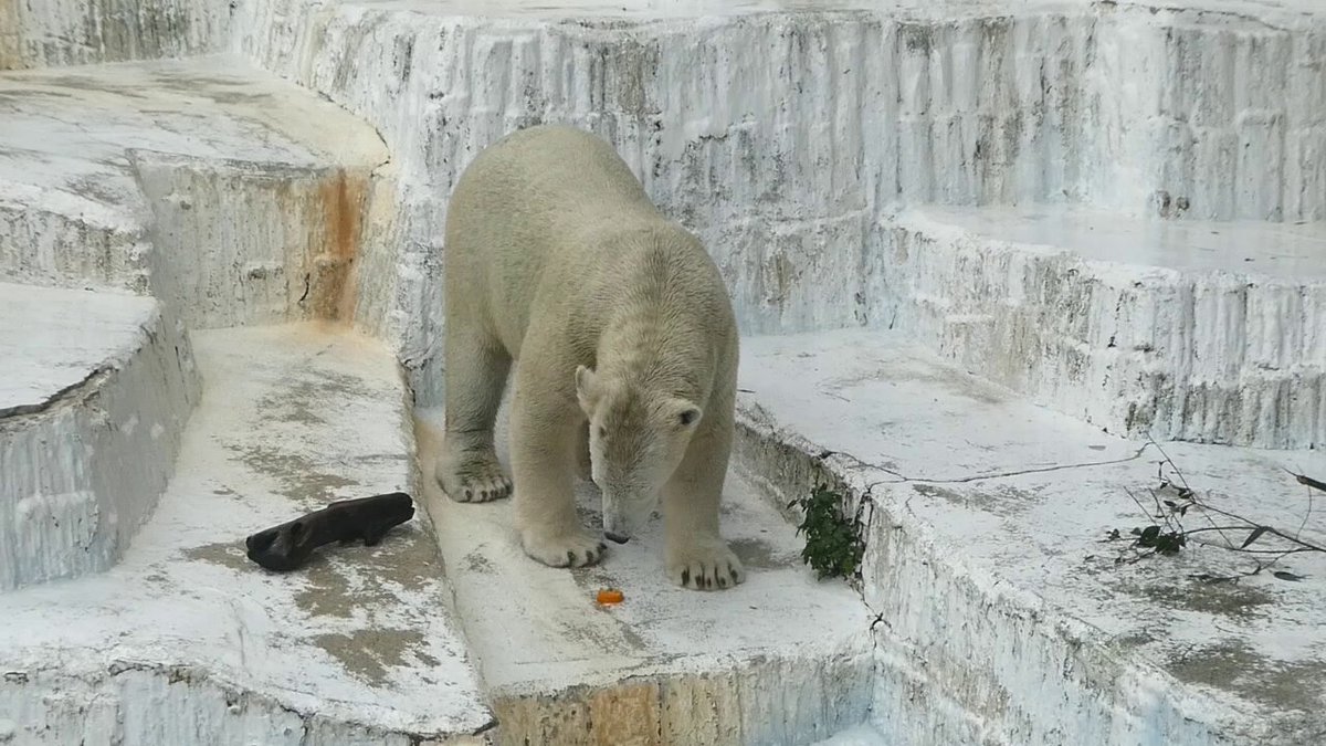 北極熊　帽子　被り物　防寒ホッキョクグマ スキー　スノーボード 旭山動物園 スノーハウス 北極熊 ぬいぐるみ ホッキョクグマ