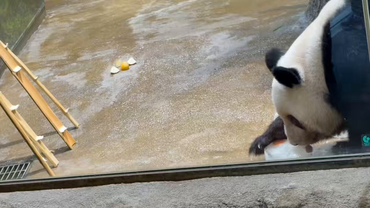 パンダ•*¨*•.¸♬︎ 6点リクエスト flypanda (@fly_panda6) / X