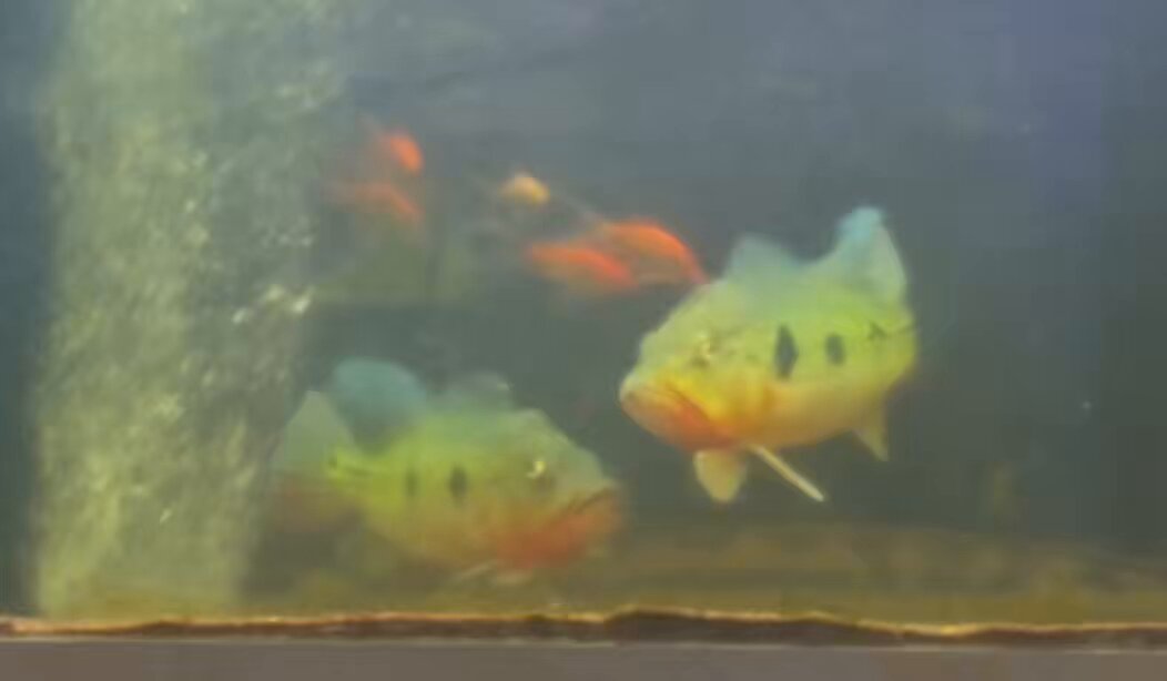 hiro (@hiro76_aquarium) / X