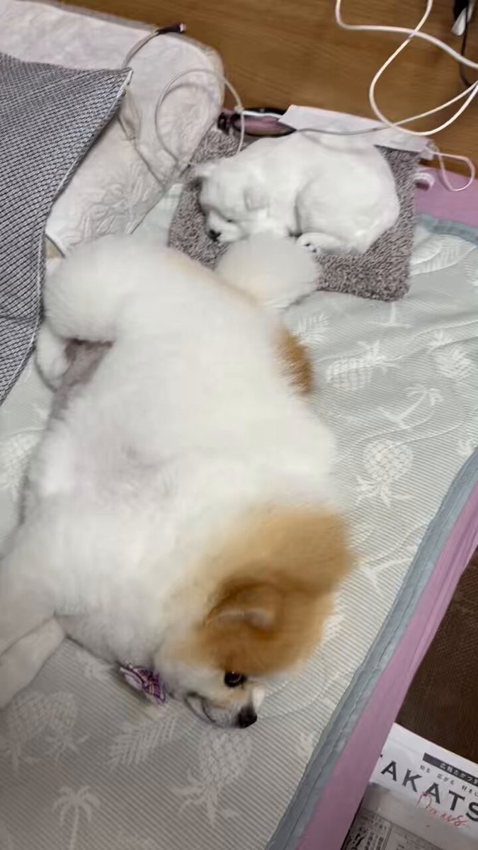 Riki Papa (@RikiPapa12) / X