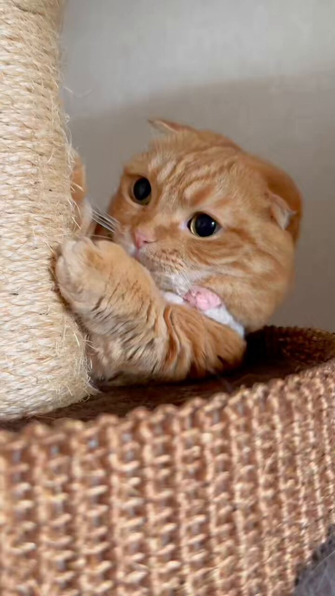 ひなこページ 短足マンチカン ひな子 （ねこ） (@hinako_munchkin) / X