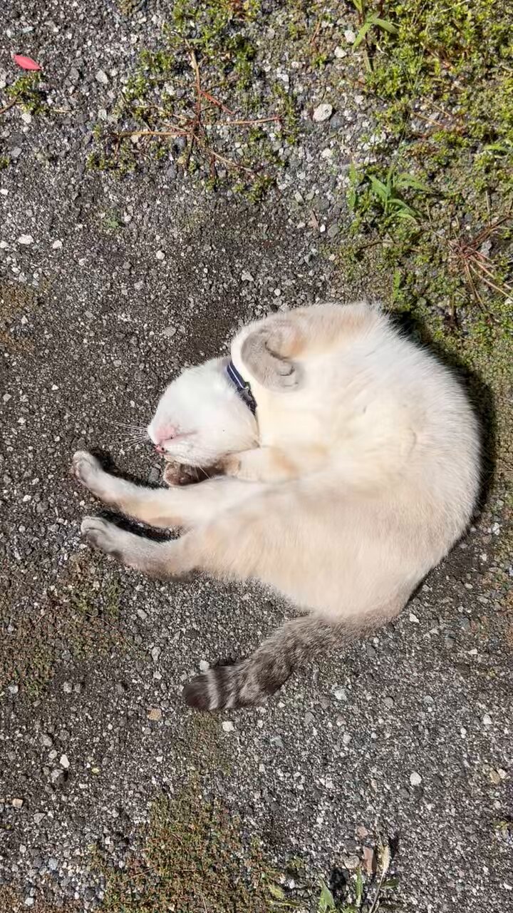 シュウちゃん - Search / X