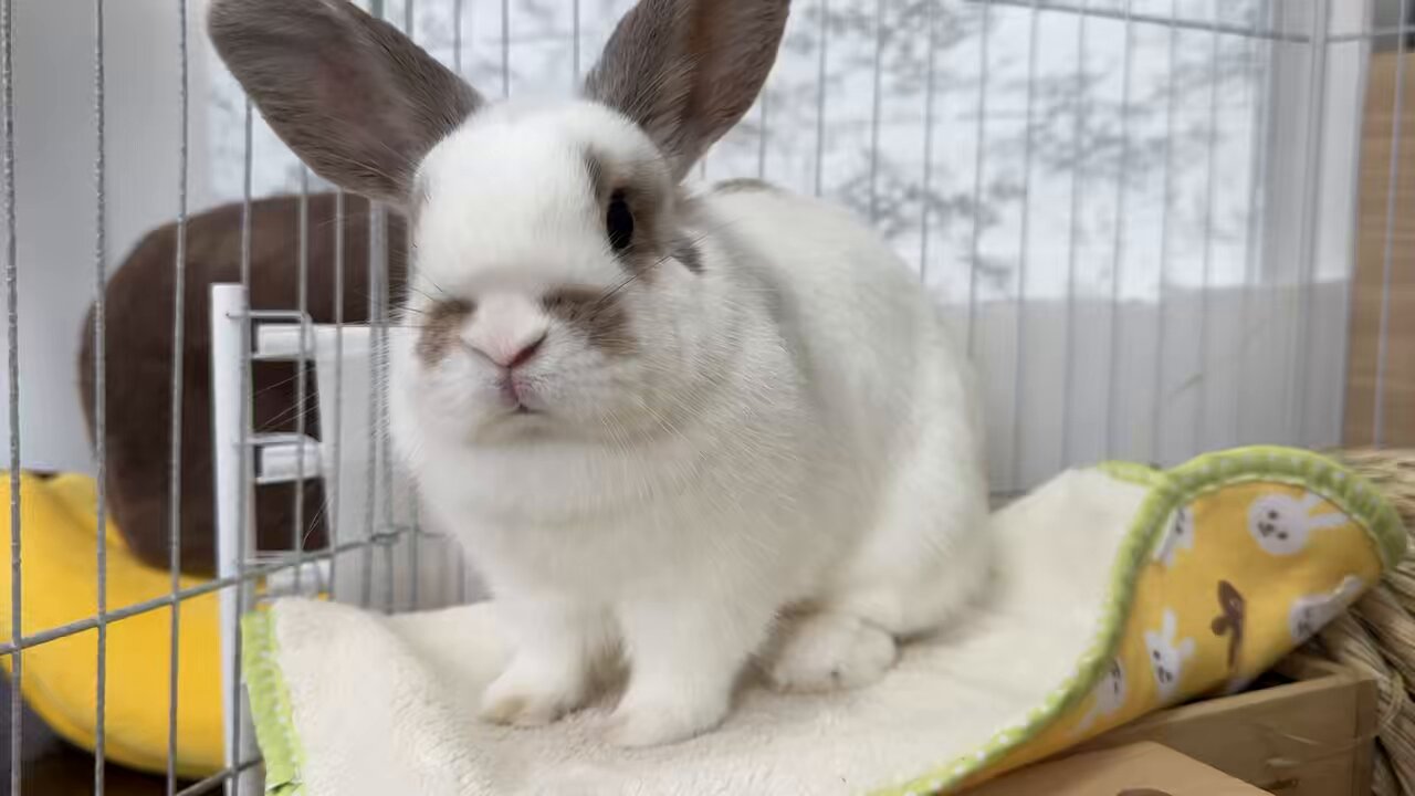 ドレミうさぎ様 ドレミうさぎ様