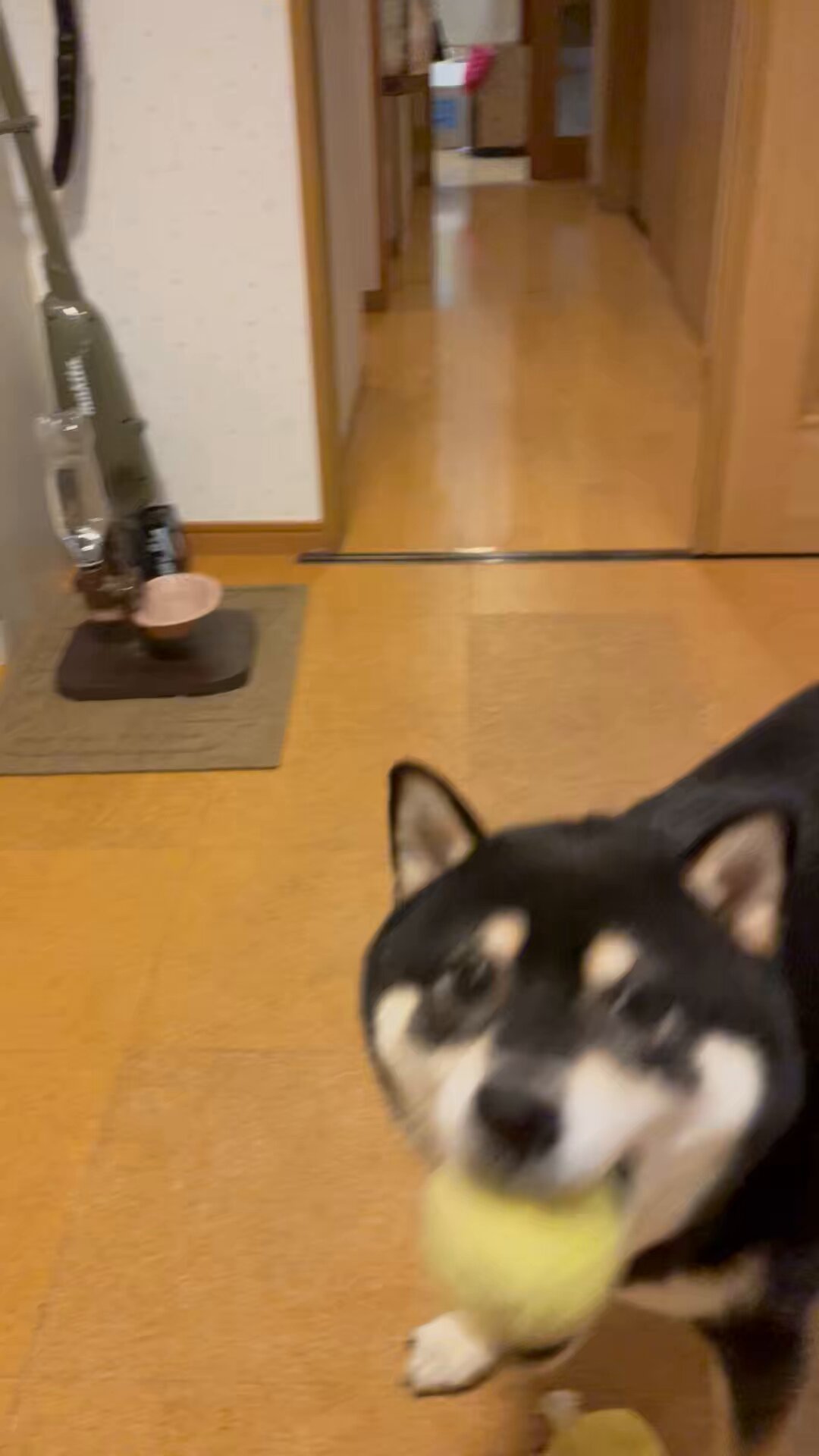 NOZUE8🦴黒柴のハチ♂ (@nozue_hachi8) / X