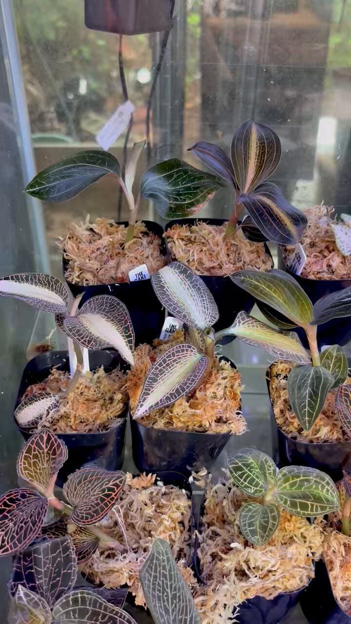 あんてぃ　草原のグリーン６枚　　可愛いグリーン柄１６枚 　合計２２枚