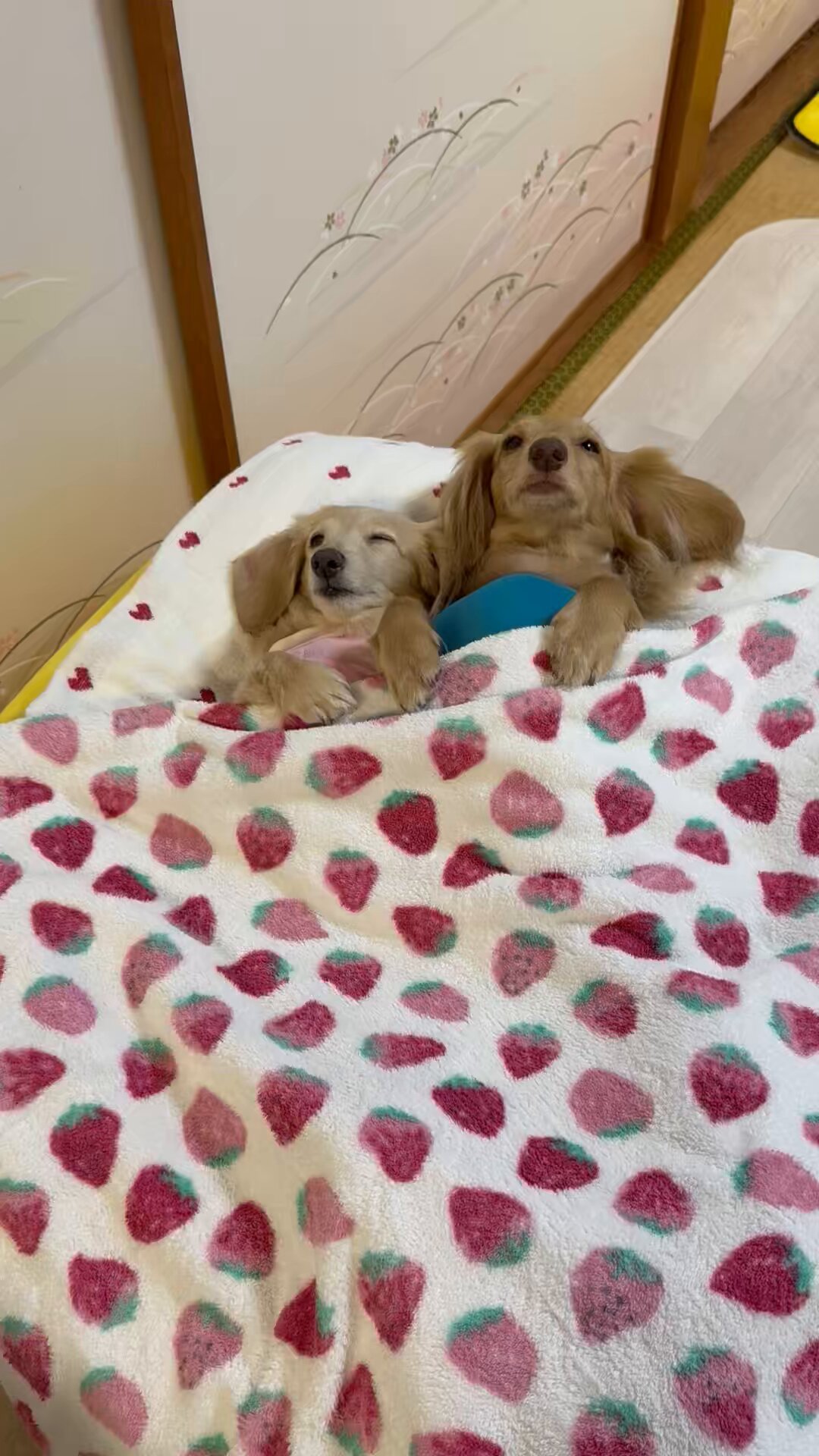 Aisha様 Maison MIHARA YASUHIRO(メゾンミハラヤスヒロ