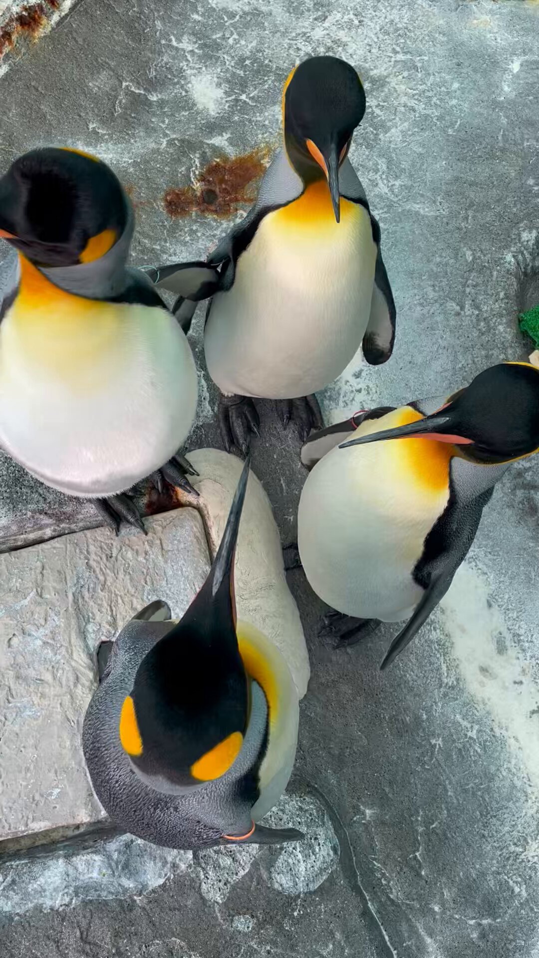 こまねぎ (@komakoma_negi) / X