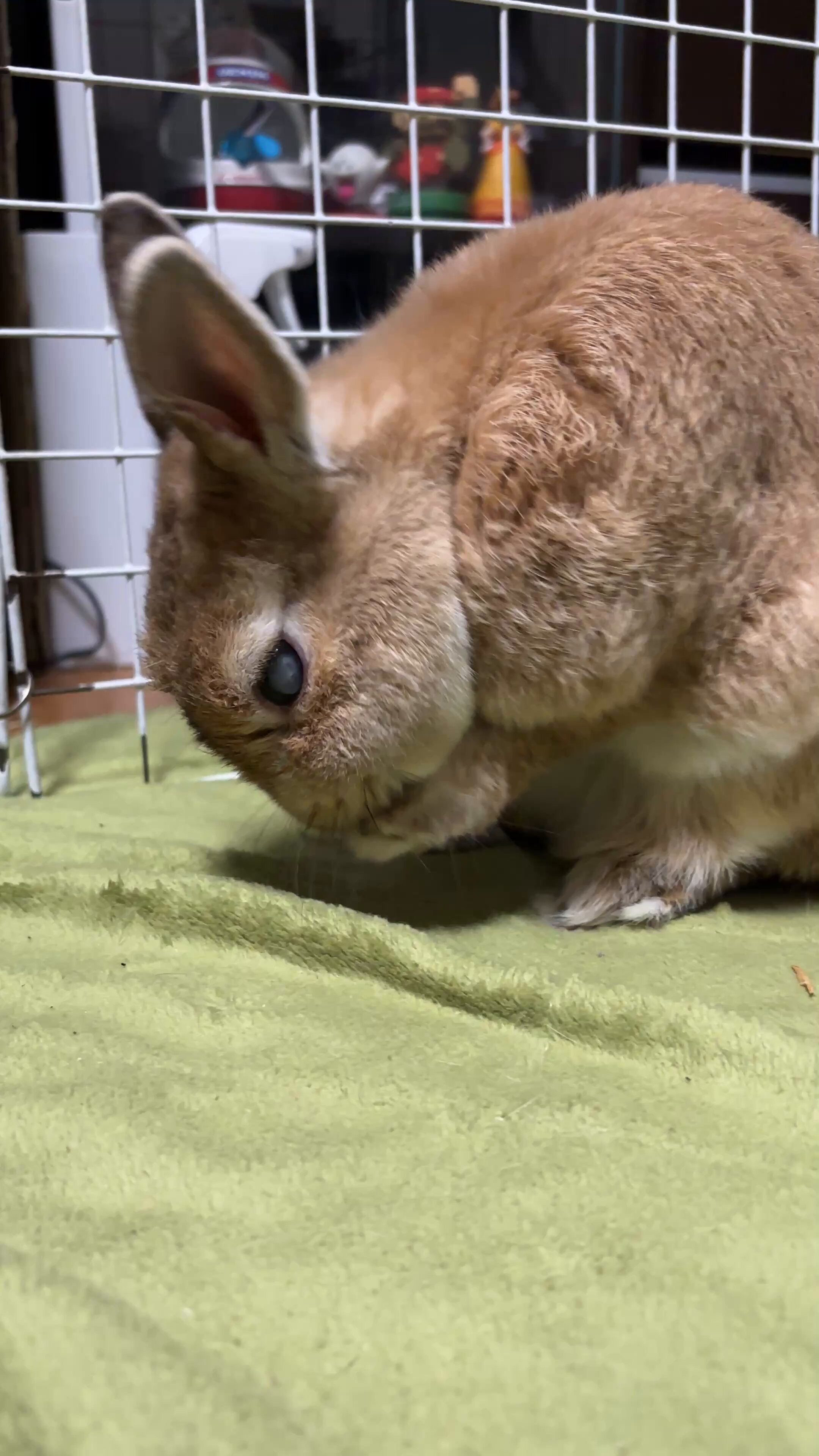 柄はレオパードですが実はウザギ　ラビットです 柄はレオパードですが実はウザギ ラビットです 楽天市場