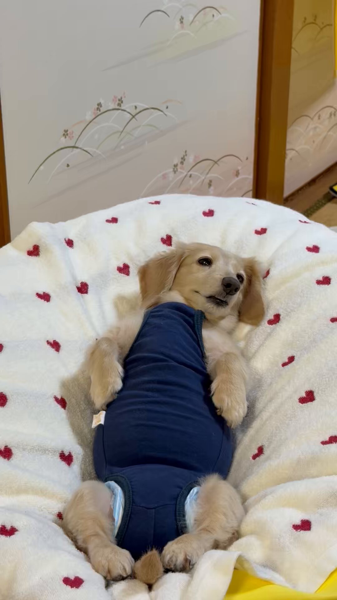 さーちゃんページ 1MfdmE-BMWsBxNcT.jpg