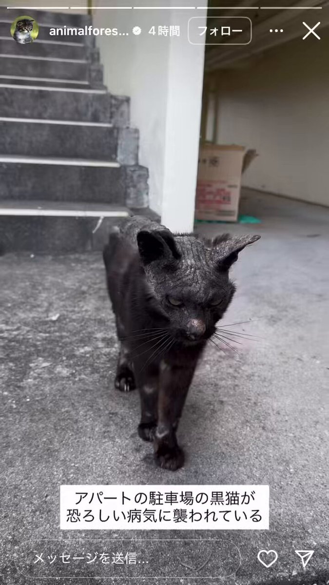 龍脈の精髄 ―骸晶水晶「過去の記憶を宿す魂の叡智」 売上の一部は保護猫活動に使用 峰子 (@chapter_0072) / X