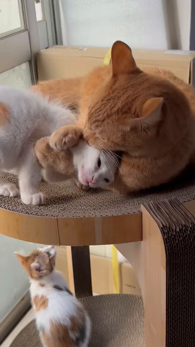 ネコ好きさん 🐾猫好きさん集まれー🐾​ 9/12(金)ニュウマン高輪にオープンした