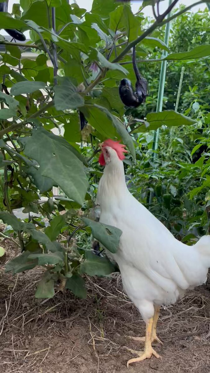 小鳥ページ シマ鳥 (@shimahekotori_) / X