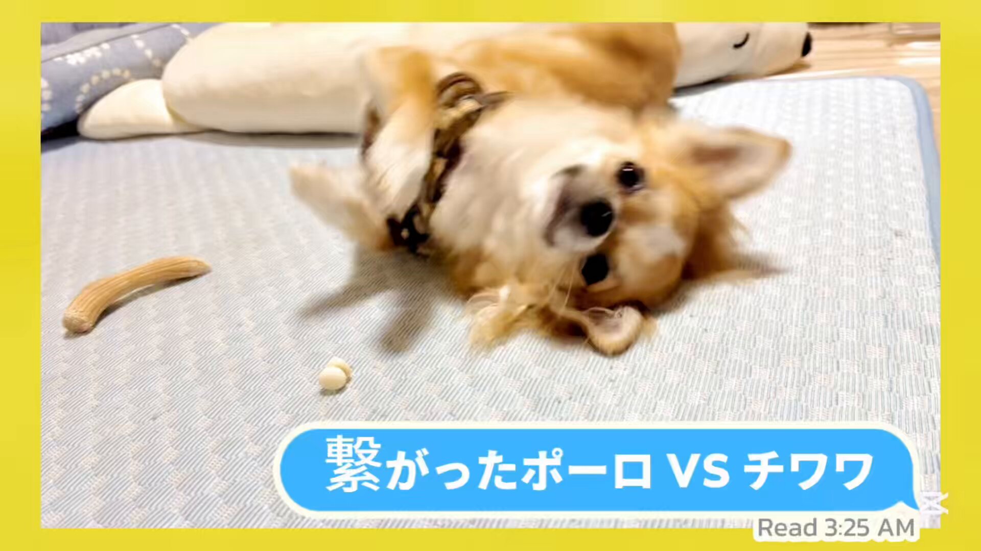 rabimaruページ らびまる🐰 (@rabimaru_t) / X