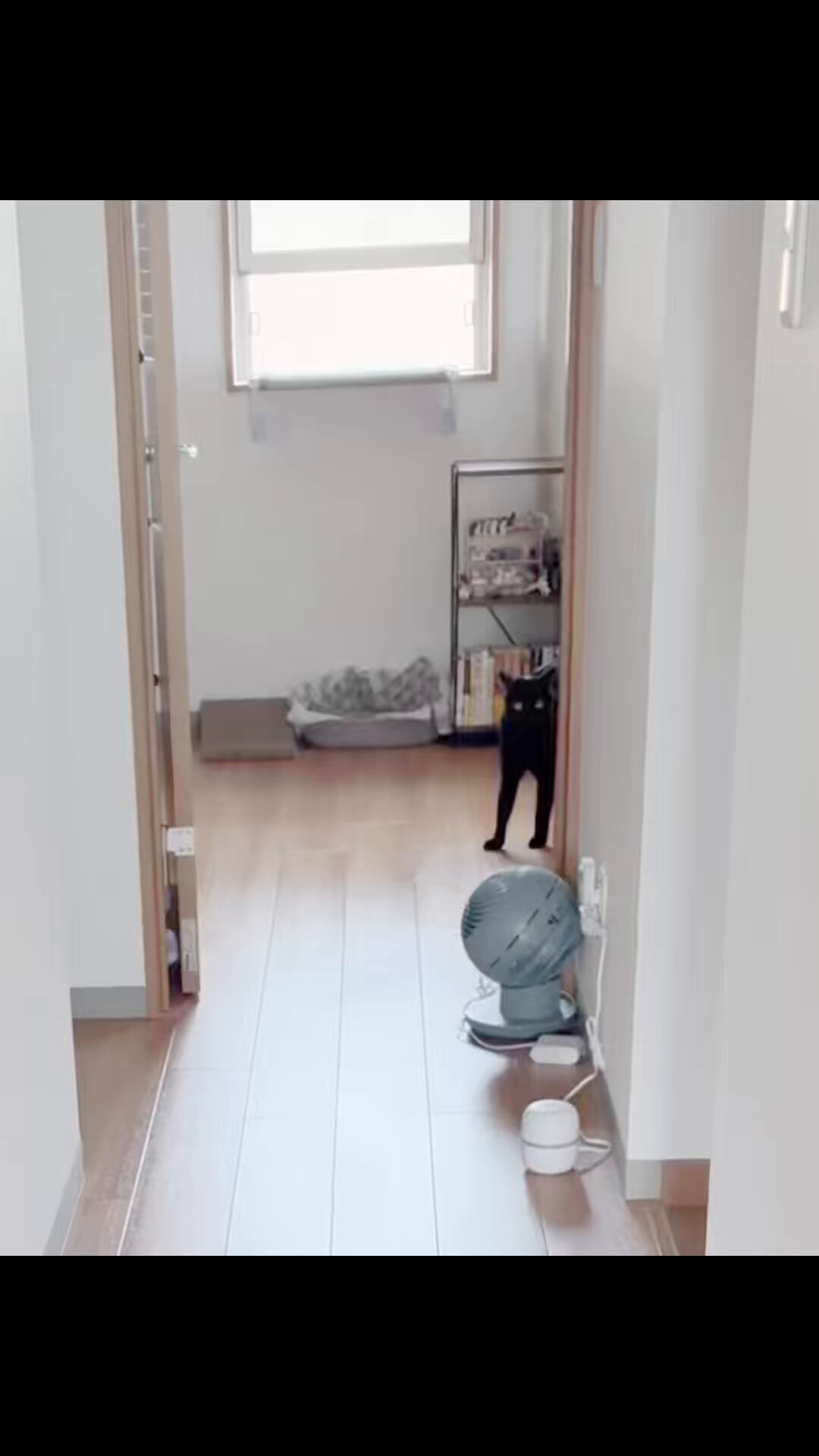 週休8日の猫吸い (@8VA64ArRkX7nOHE) / X