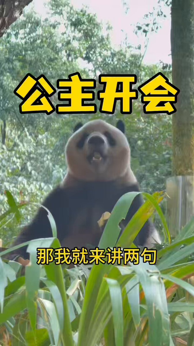 ✿SAKURA✿ (@cat_chocolate_) / X