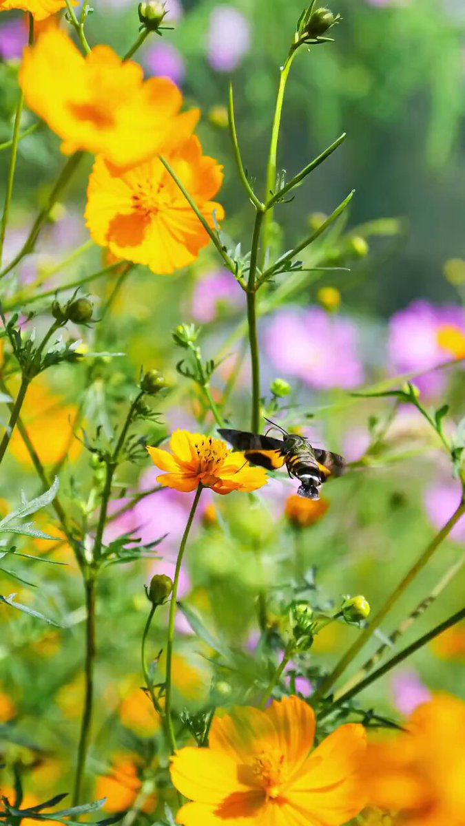 Yumiko (@m2_yumiko) / Posts / X