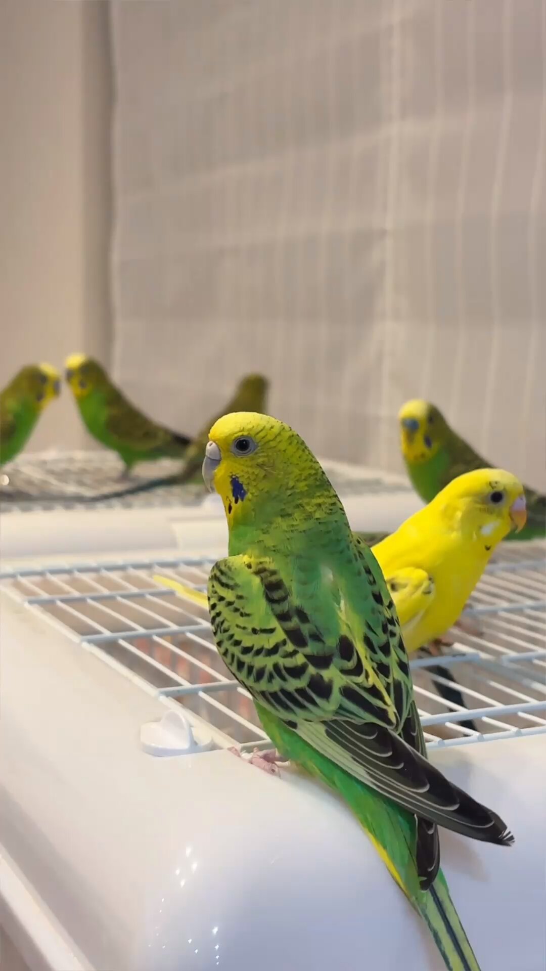 みーちゃん (@goLDhoeqWhojkOW) / X