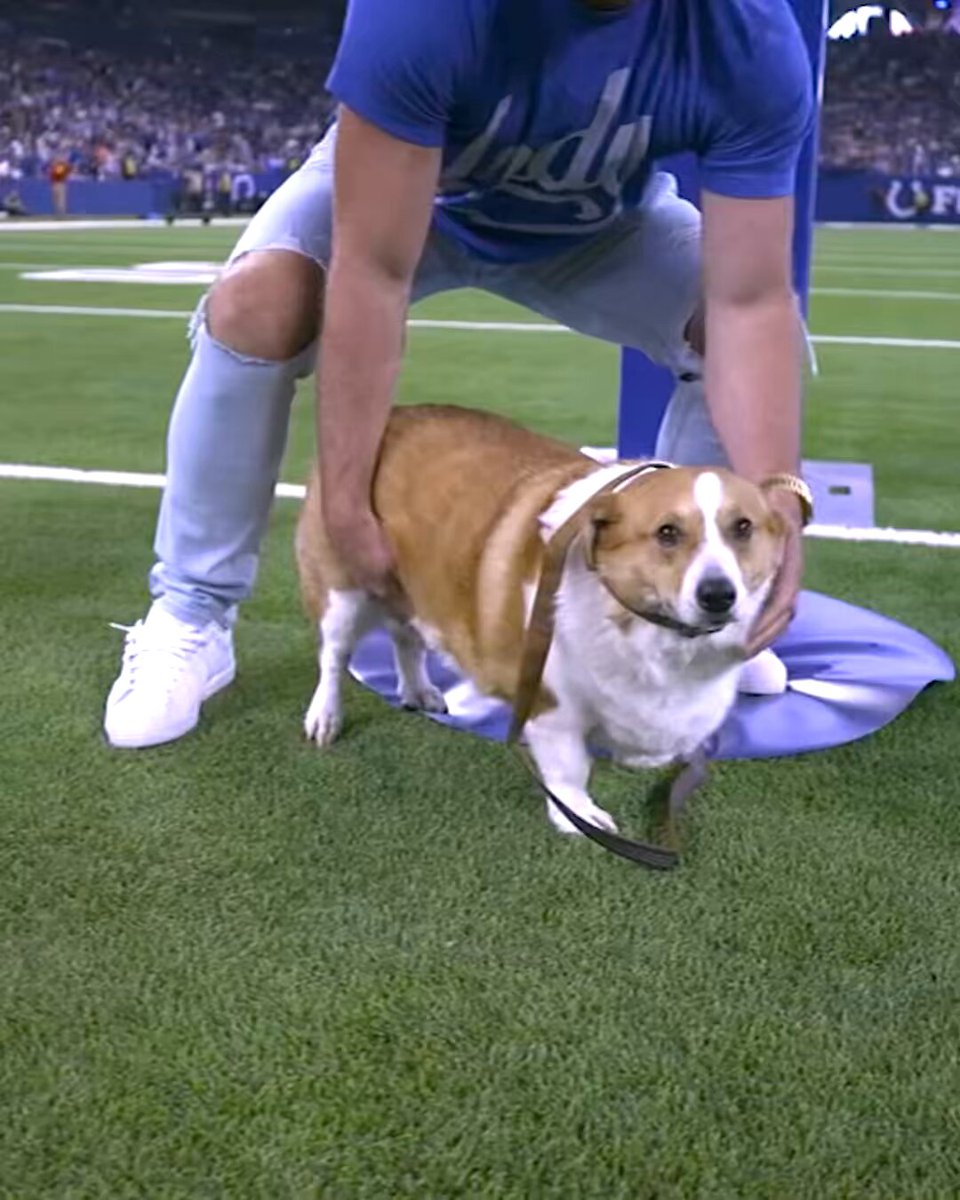 the content we love to see 🐾 