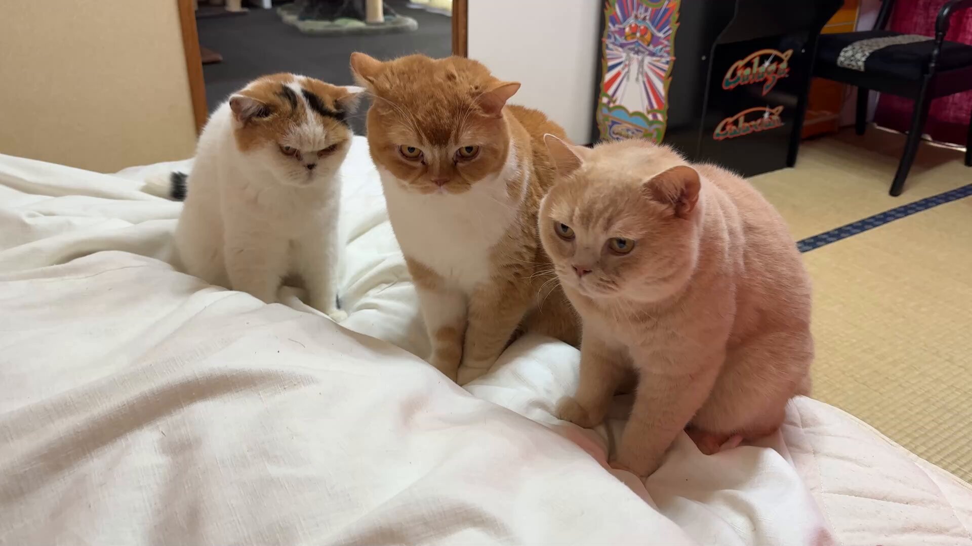 ねこ 猫は液体 on X: 