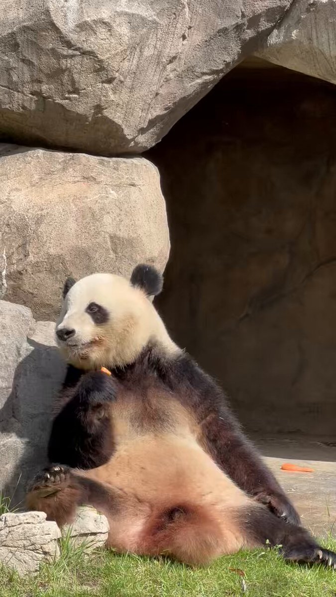 パンダ子 fit=scale-down,w=1200