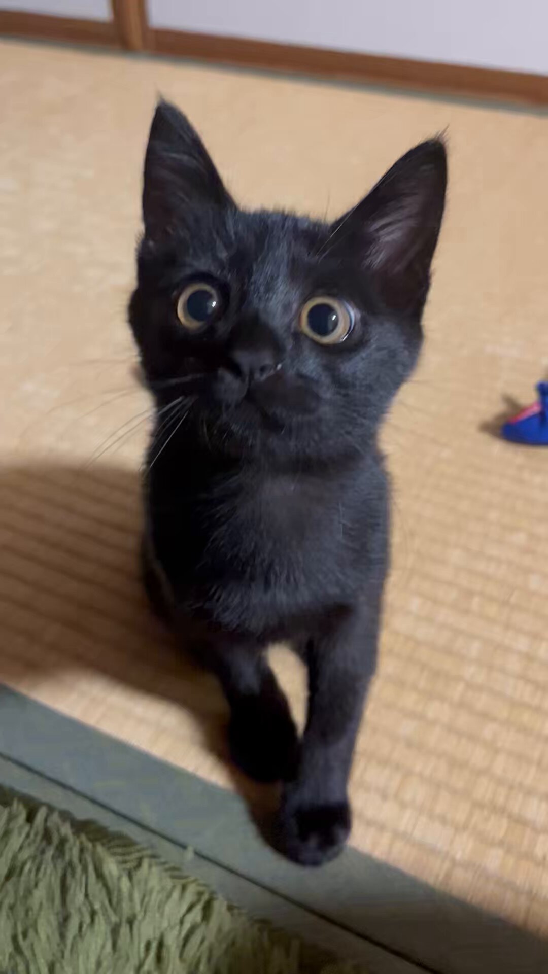 黒猫3 Haruto Douzen、「黒猫三兄弟」を配信開始｜THE MAGAZINE