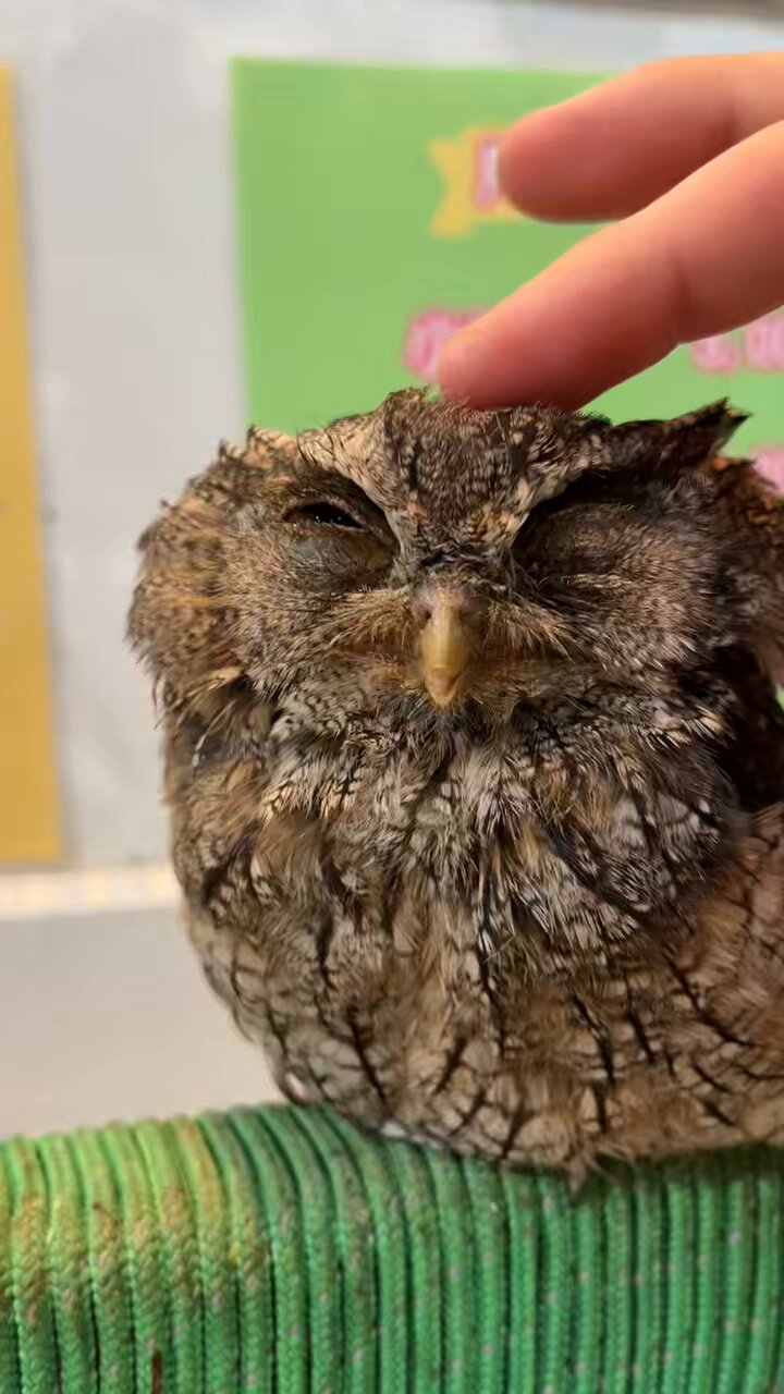 スピックスコノハズク - Search / X