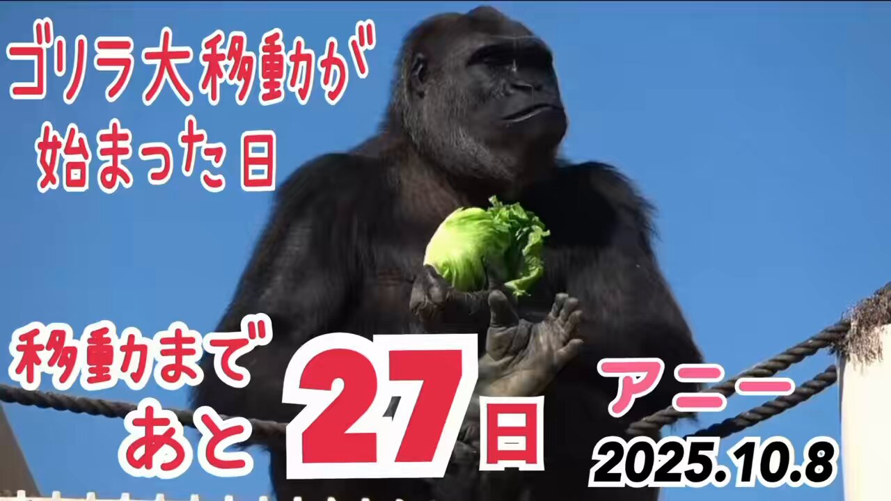 ゴリラ🦍 - Search / X