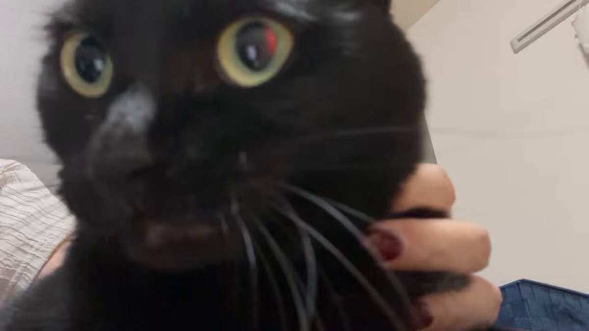 黒猫あさり (@kuro_asari5bee) / X