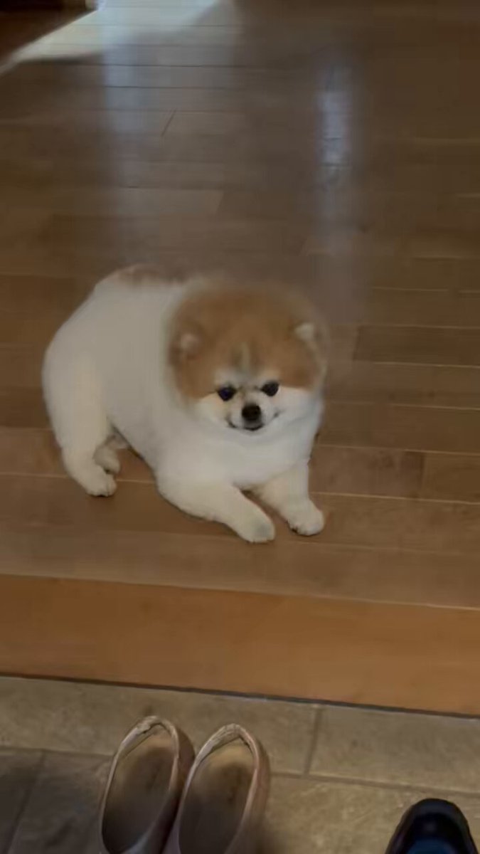 Rikiちゃん 🩶⚪️🩶⚪️🩶⚪️