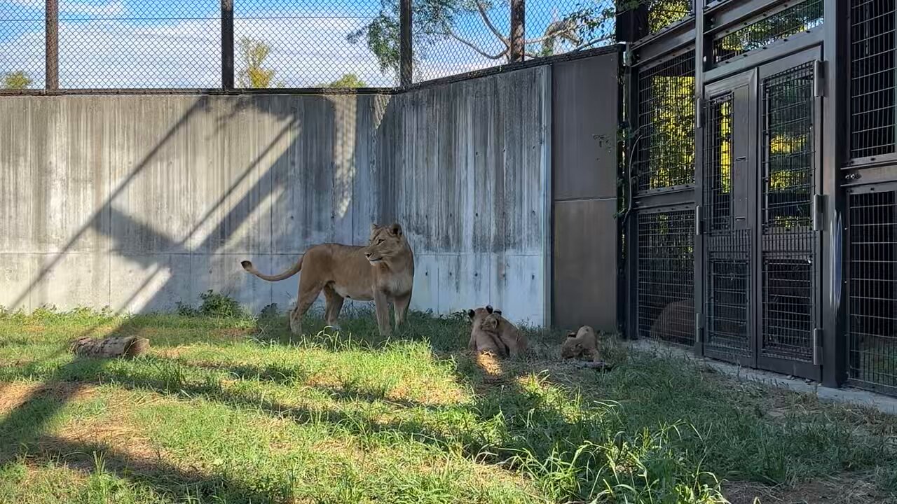 SHIMA🌳 (@SHIMA108) / X