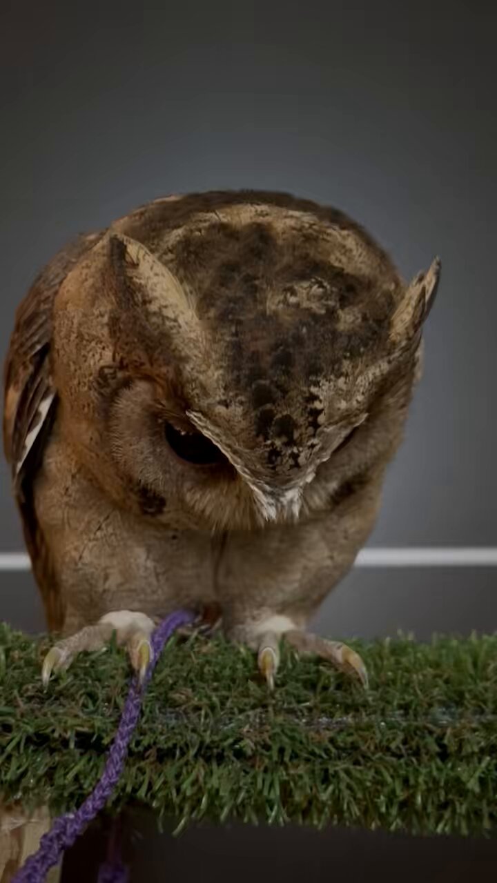 白鷗【小鳥＝羽虫無心】肉質画 白鷗【小鳥＝羽虫無心】肉質画 - メルカリ