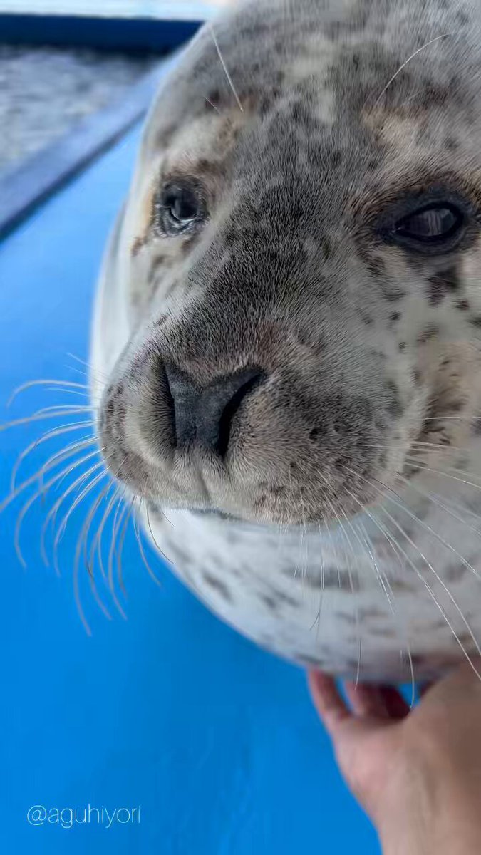 たるたる SBDL121 - ソーラークロノグラフ ダットサン240Z