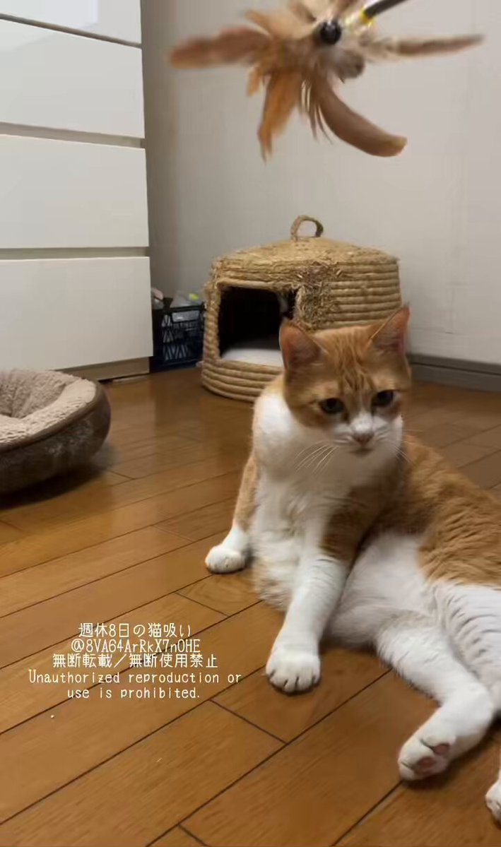 猫の寅さん　専用 猫の寅さん専用 猫の寅さん 専用 猫の寅さん専用 ZX-