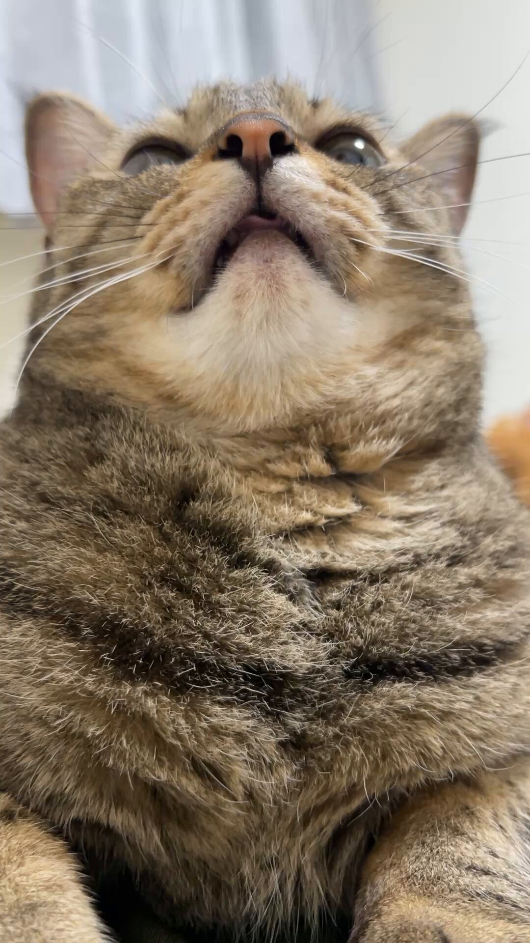 猫整体 キュベレイ on X: 