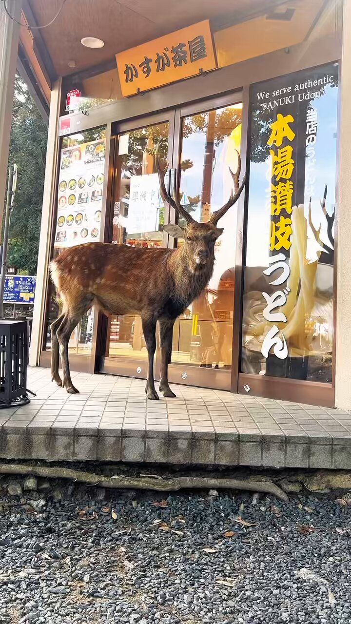 A deer / 鹿 Sika Deer Cervus Nippon In Japan Stock Photo, Picture and