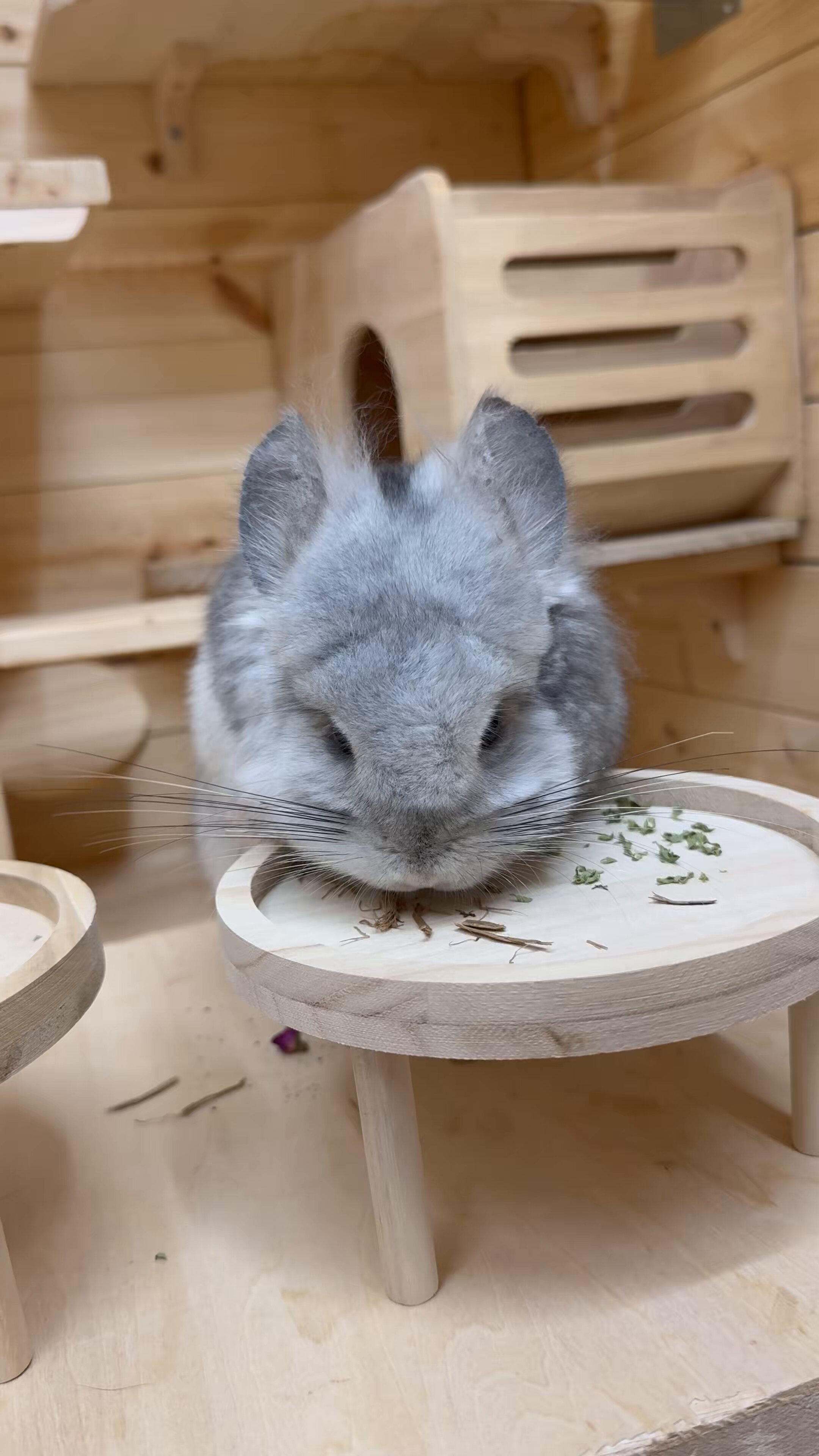 ごちん CUMMINS 5413001 - V RIBBED BELT - Original OEM part | SEPD