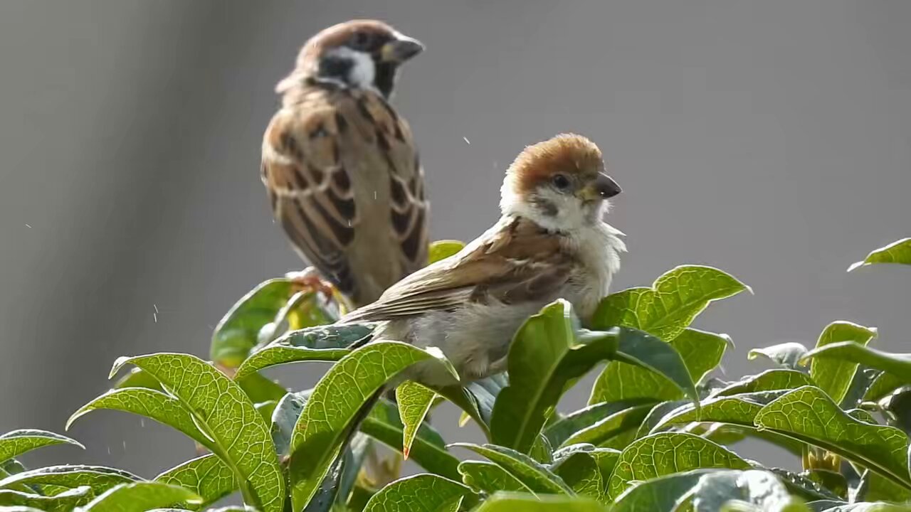 ちゅんた f746f63ccad2df5ff4c7d2ce753020