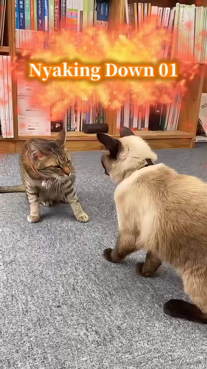 きじとら Kigitora（きじとら） (@kigitora_49) / X