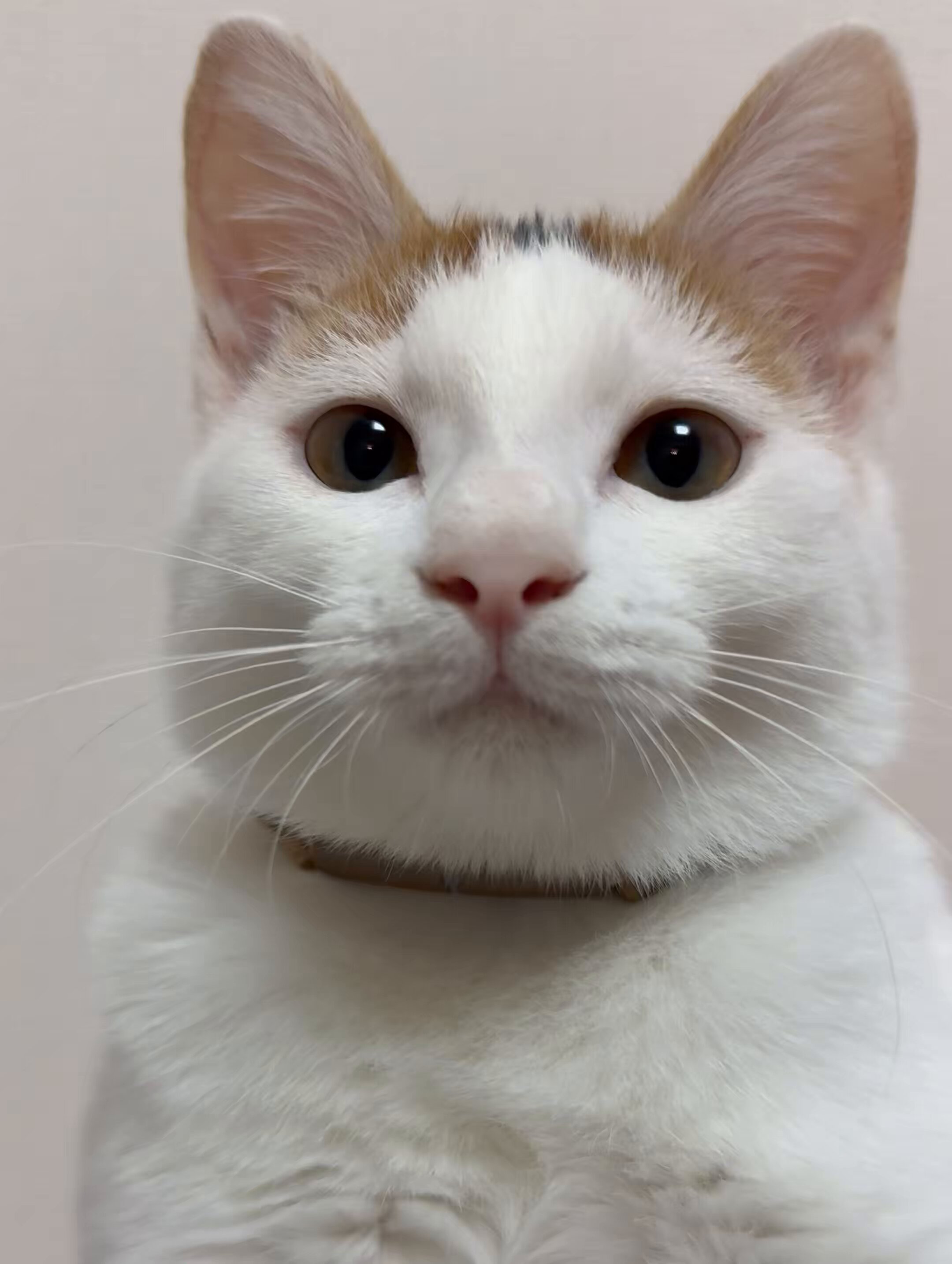 おこめ🍚おはぎ🐣おこわ🫘 on X: 