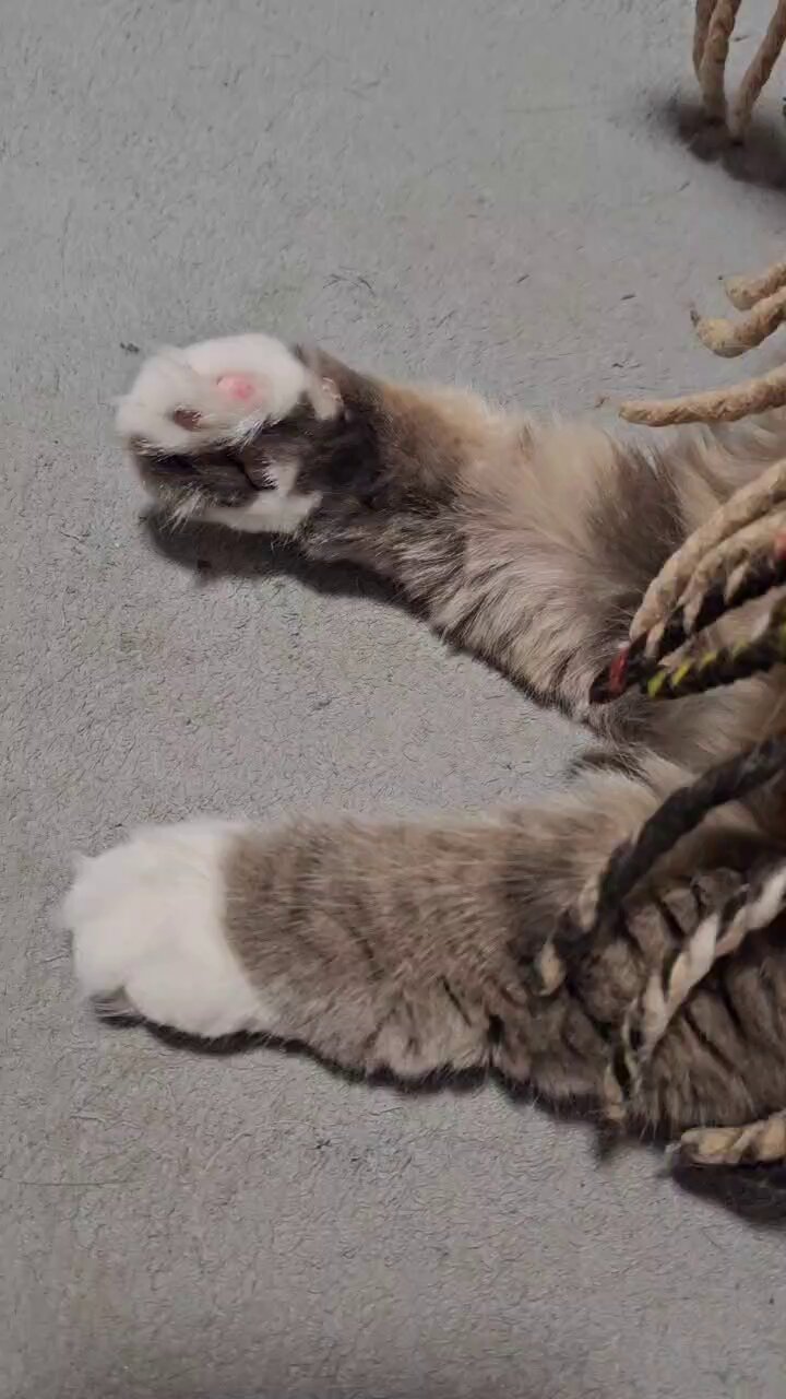 わさび🤍からし🧡サイベリアン (@ka_wa1002) / X