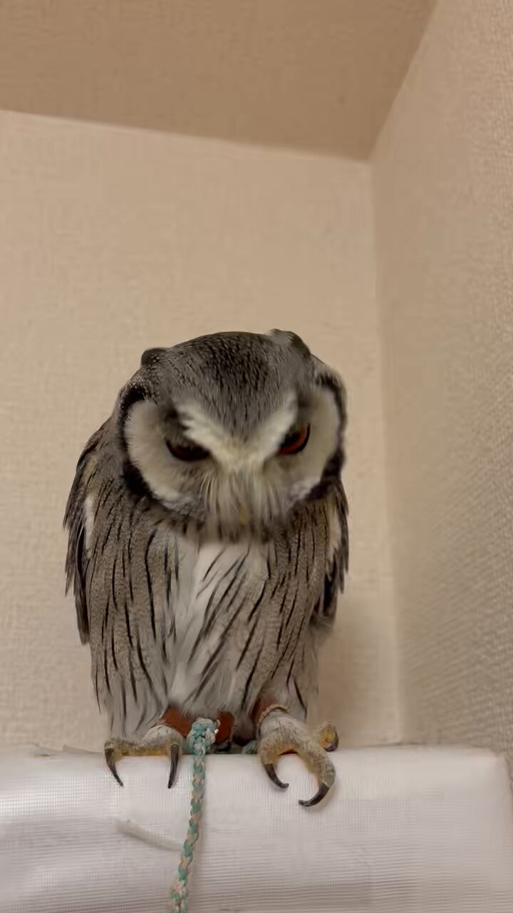 nozomiu (@purinon2929k) / X