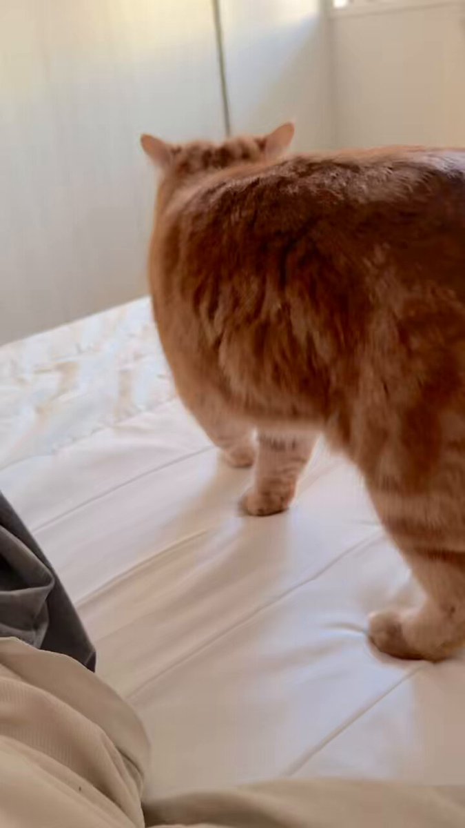 にゃむ (@nyamuchannel) / Posts / X