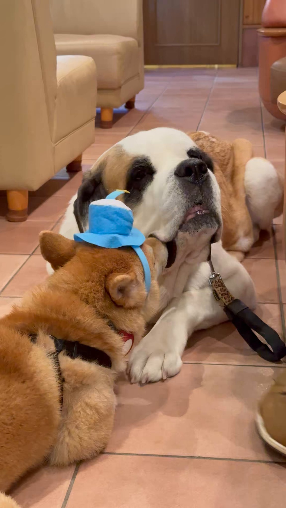 いぬさん HANSA（ぬいぐるみ） HANSA ハンサ ぬいぐるみ 6342 北海道犬 犬